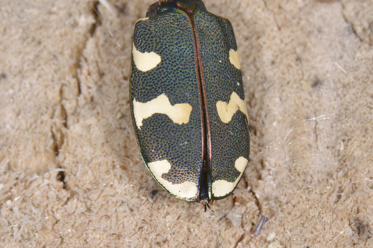 Ex Cicindela (prob. C. hybrida predata da Steatoda)